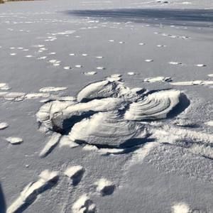 Meet your Posher, Bridget